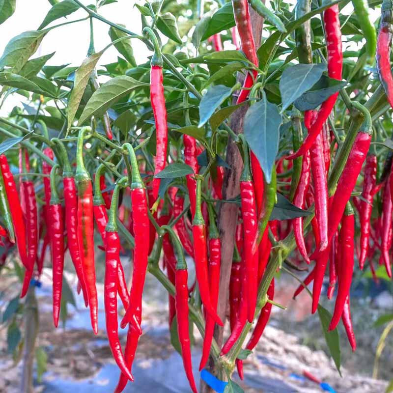 Erjingtiao Chili Pepper Seeds (20) / ORGANIC / HOT / ASIAN CUISINE