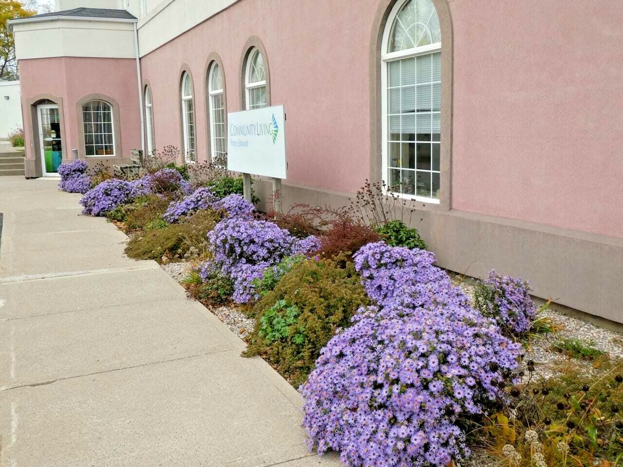 100+PRAIRIE ASTER Seeds Perennial Native Wildflower Summer Fall Garden Container