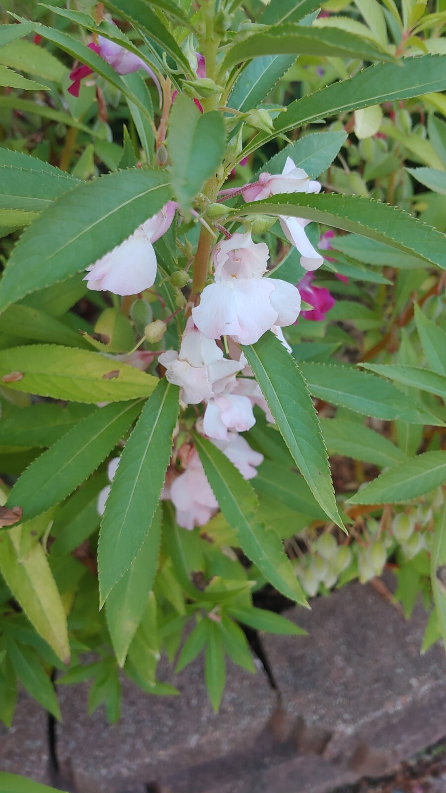 Balsam CAMELLIA FLOWERED Mix Impatiens PartShade Non-GMO 500+ Seeds