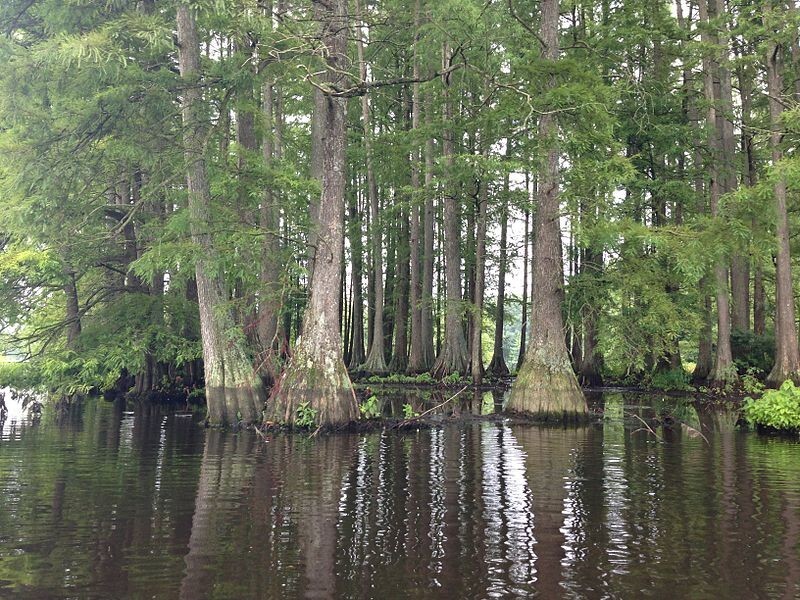 Southern Bald Swamp Cypress Tree Seeds Taxodium distichum Fast Fall Colors Hardy