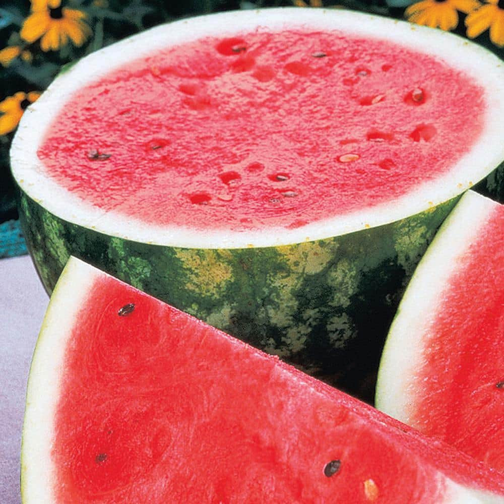 Watermelon Rattlesnake (1 Oz. Seed Packet)