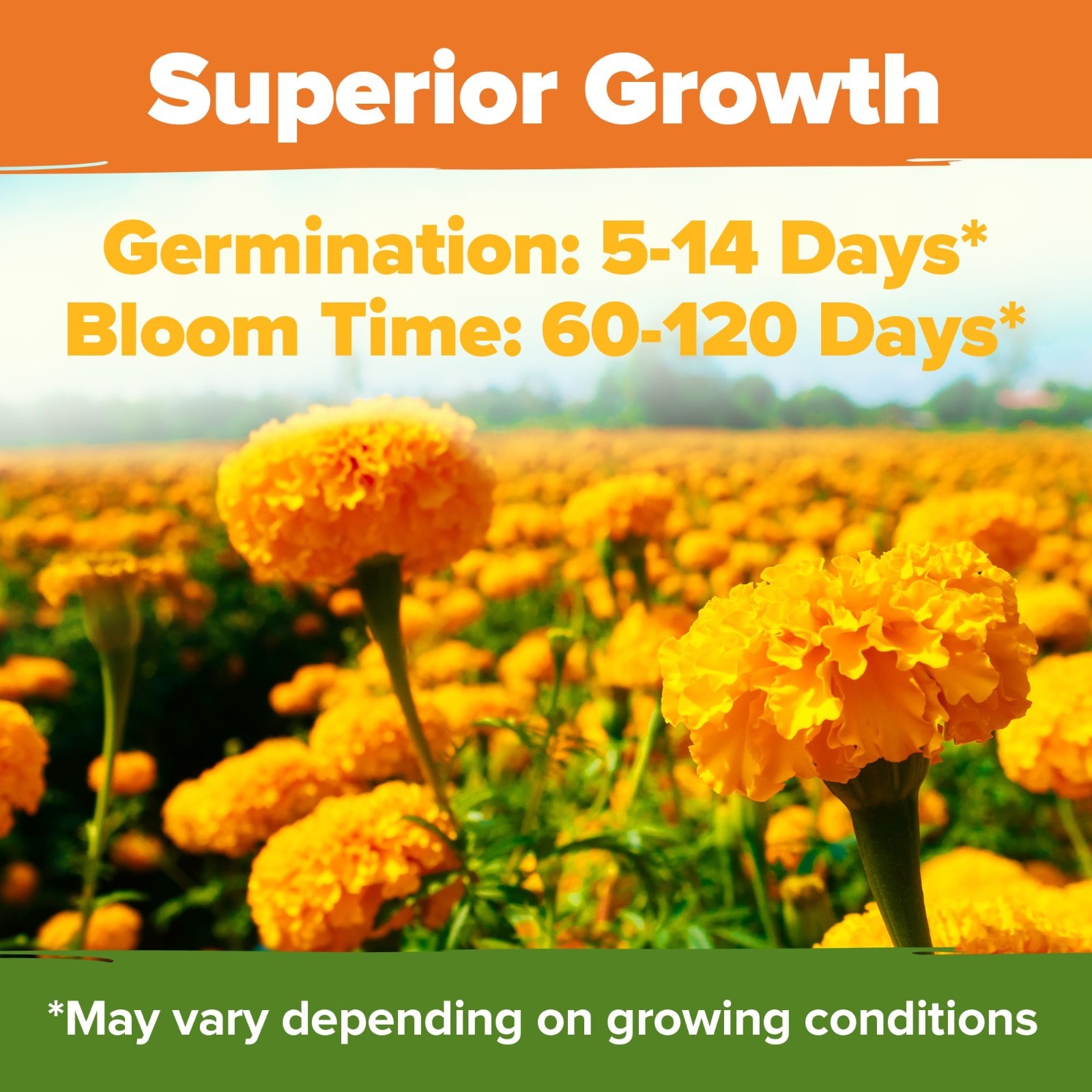 Crackerjack Marigold Seeds – 4 oz Bulk Pack | 35,000 High Germination Flower See
