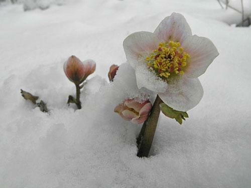 Helleborus niger | Black Hellebore ‘White Christmas’ | 5 Seeds