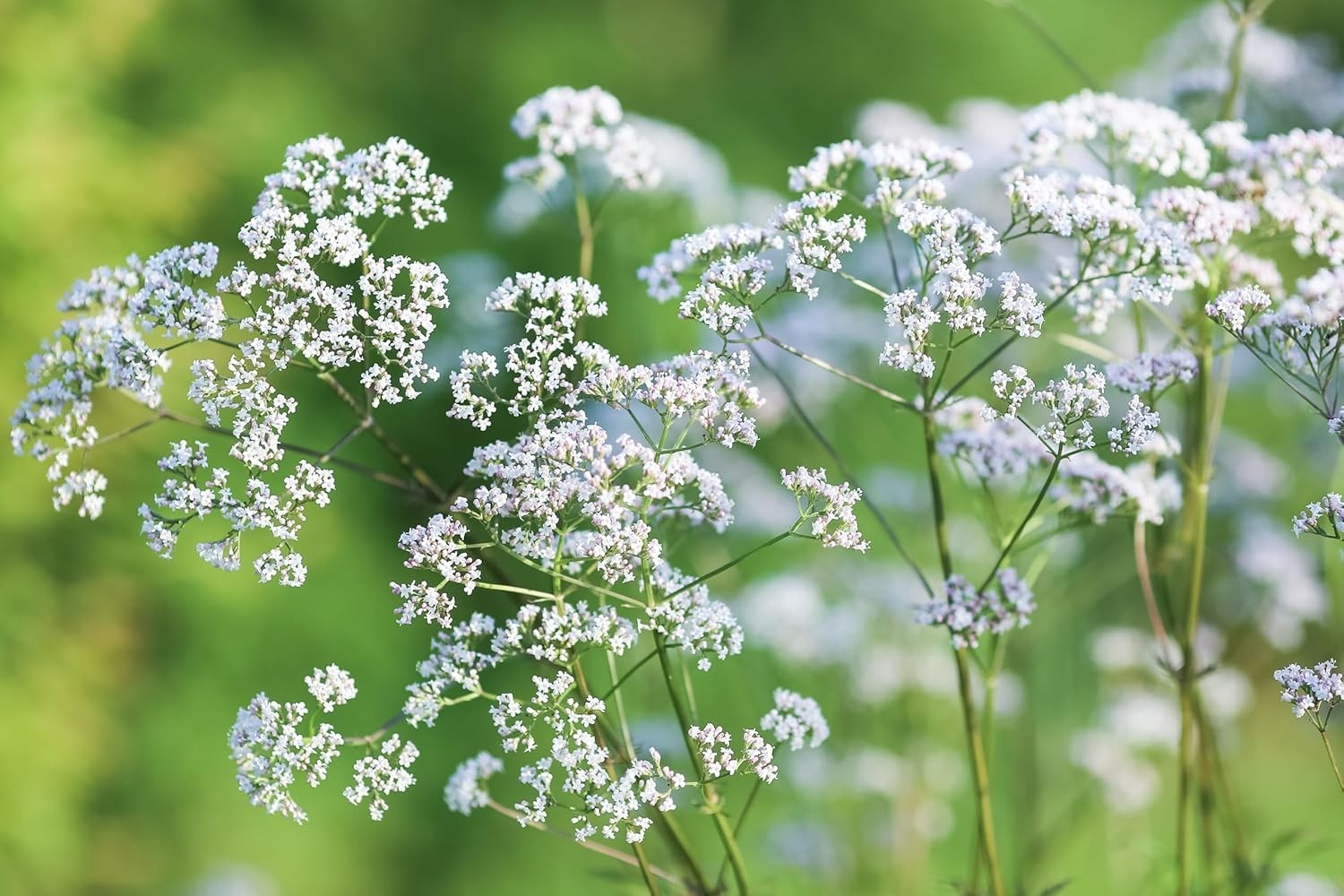 500+ Non-GMO Heirloom Valerian Seeds – Fragrant Medicinal Herb for Wellness