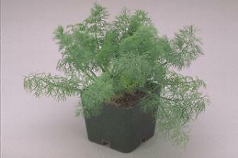 Dill Fern Leaf Dwarf Anethum graveolens 1,000 seeds