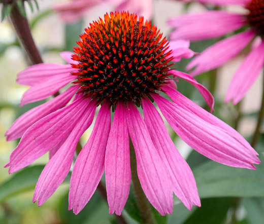 CONEFLOWER PURPLE Echinacea Purpurea – 200 Seeds