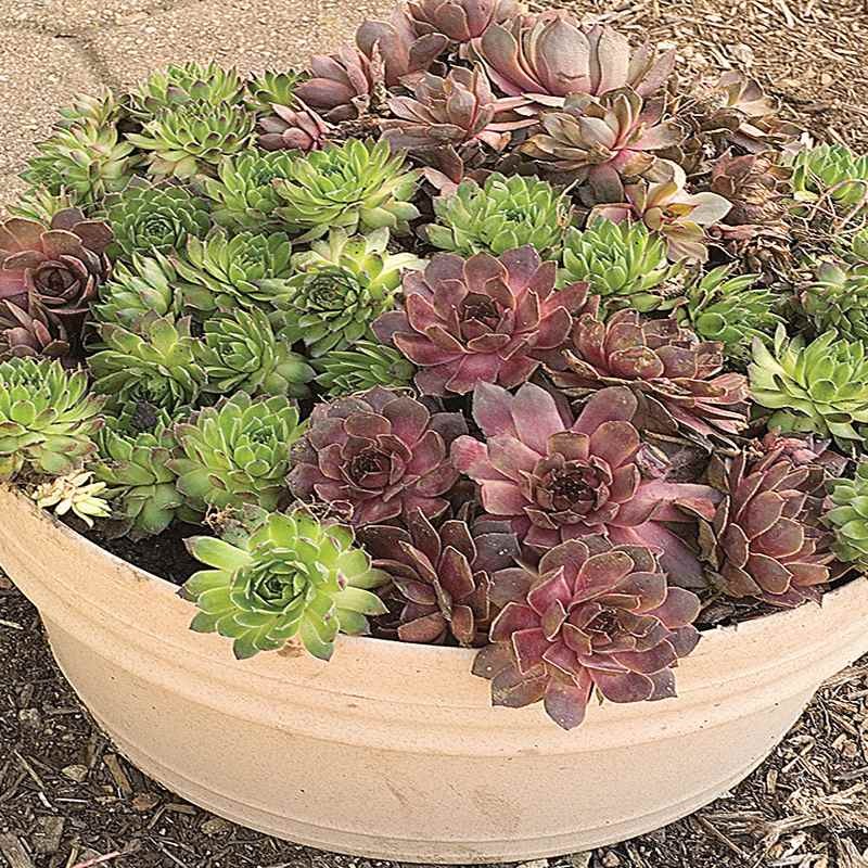 500 Seeds Sempervivum Drought Tolerant Hens And Chicks Ground Cover Plant Seeds