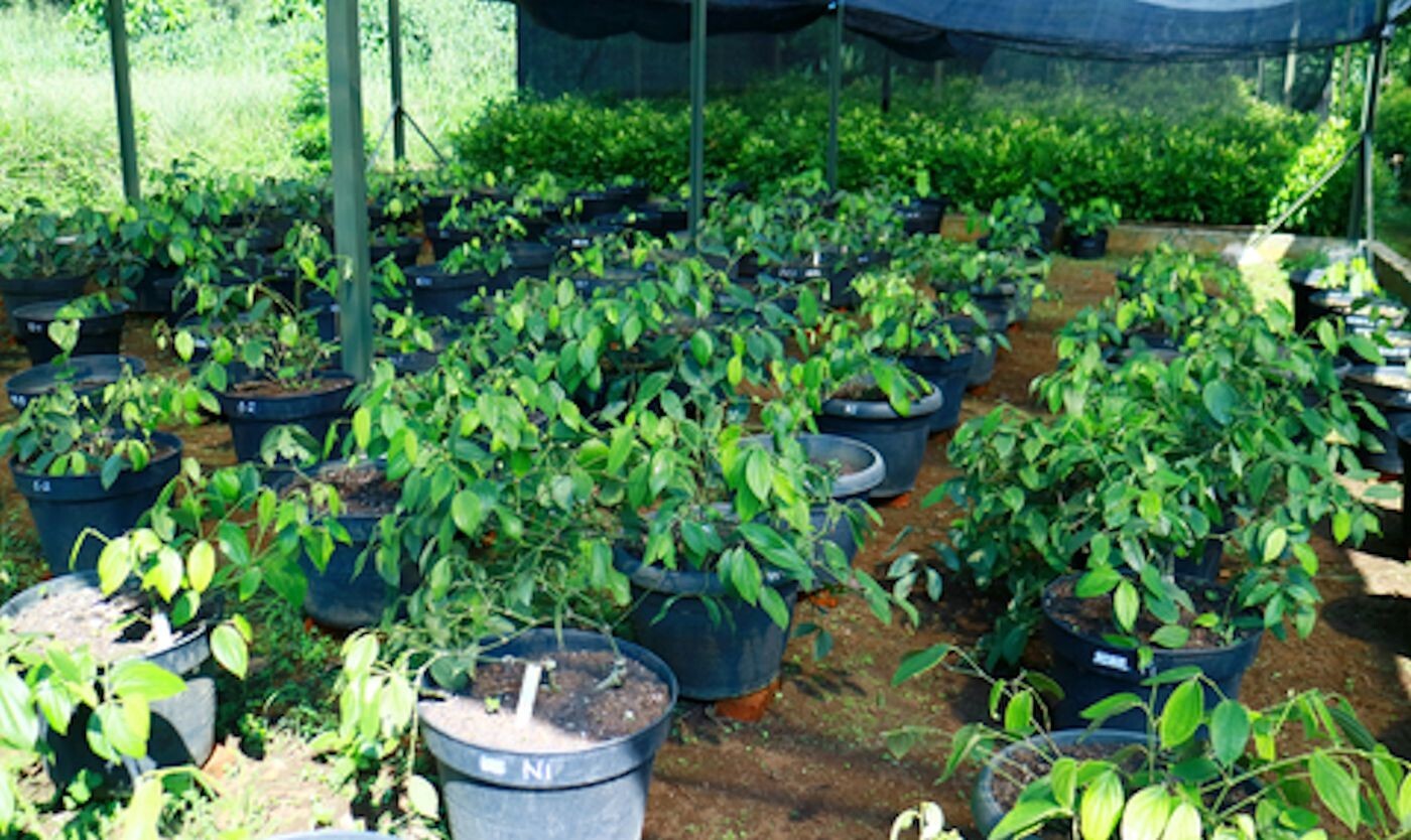 Tropical Seeds – Black Pepepr Spice- Piper Nigrum -20 Seeds – See Listing Below
