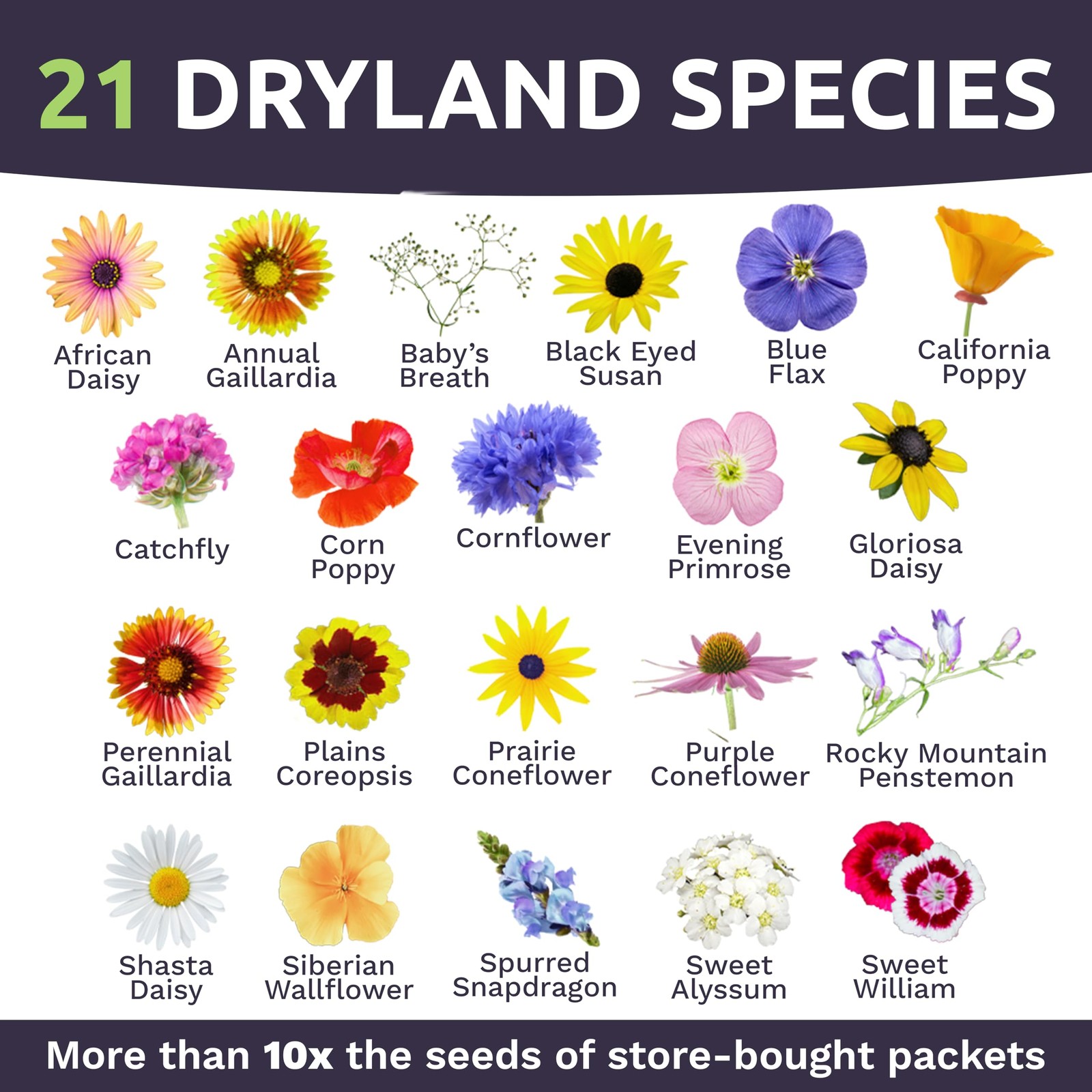 Drought Tolerant Wildflowers Mix – Extra Large Packet – Over 7,500 Open Polli…