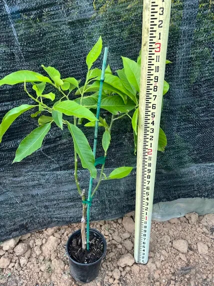 Michelia Alba/Magnolia Champaca Live Plant (White Flowers) model F 3 ft