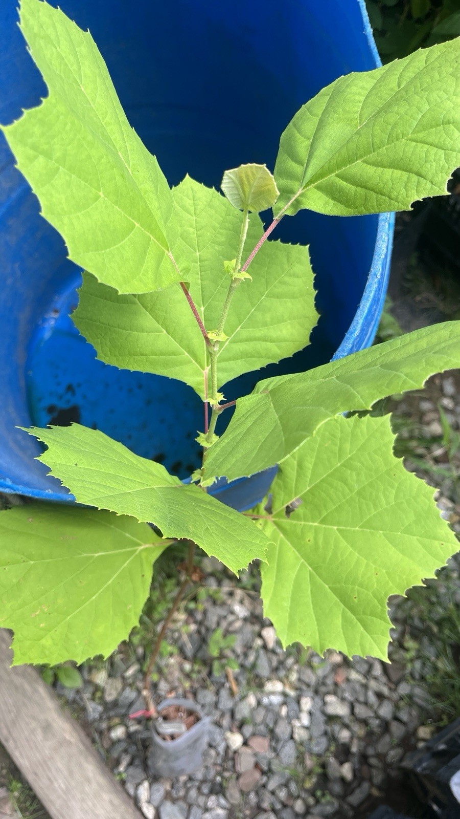 2-3 ft tall American Sycamore Tree – Platanus occidentalis 2 year old tree