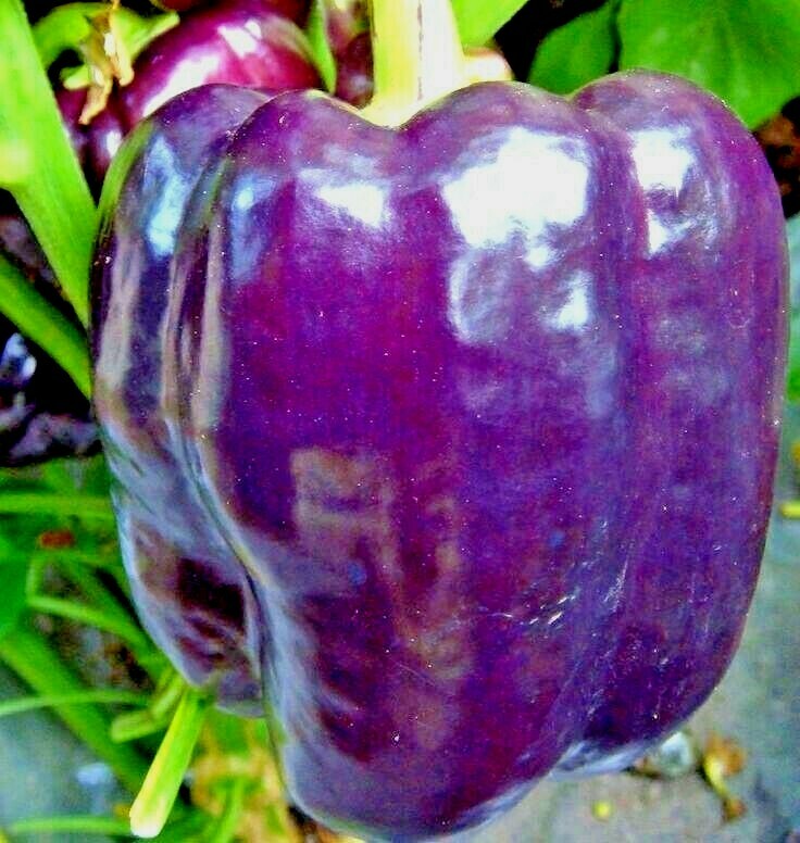 100+PURPLE Beauty Sweet BELL PEPPER Seed Organic Vegetable Garden Container Easy
