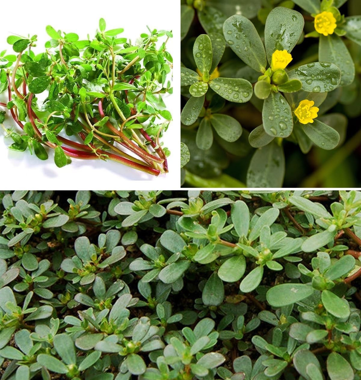500+ Purslane Seeds Portulaca Sativa Leafy Little Hogweed Duckweed Herb Vegetab