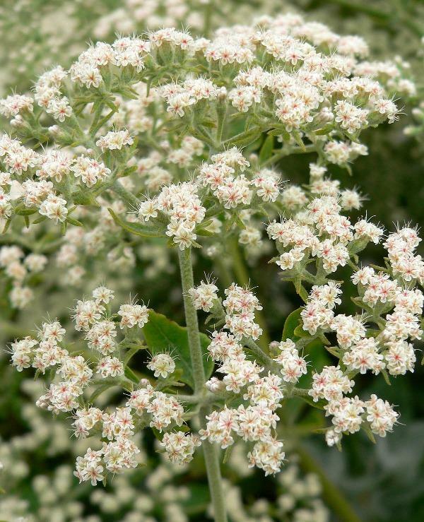 Eriogonum giganteum | St. Catherine’s Lace | Giant Buckwheat | 100 Seeds