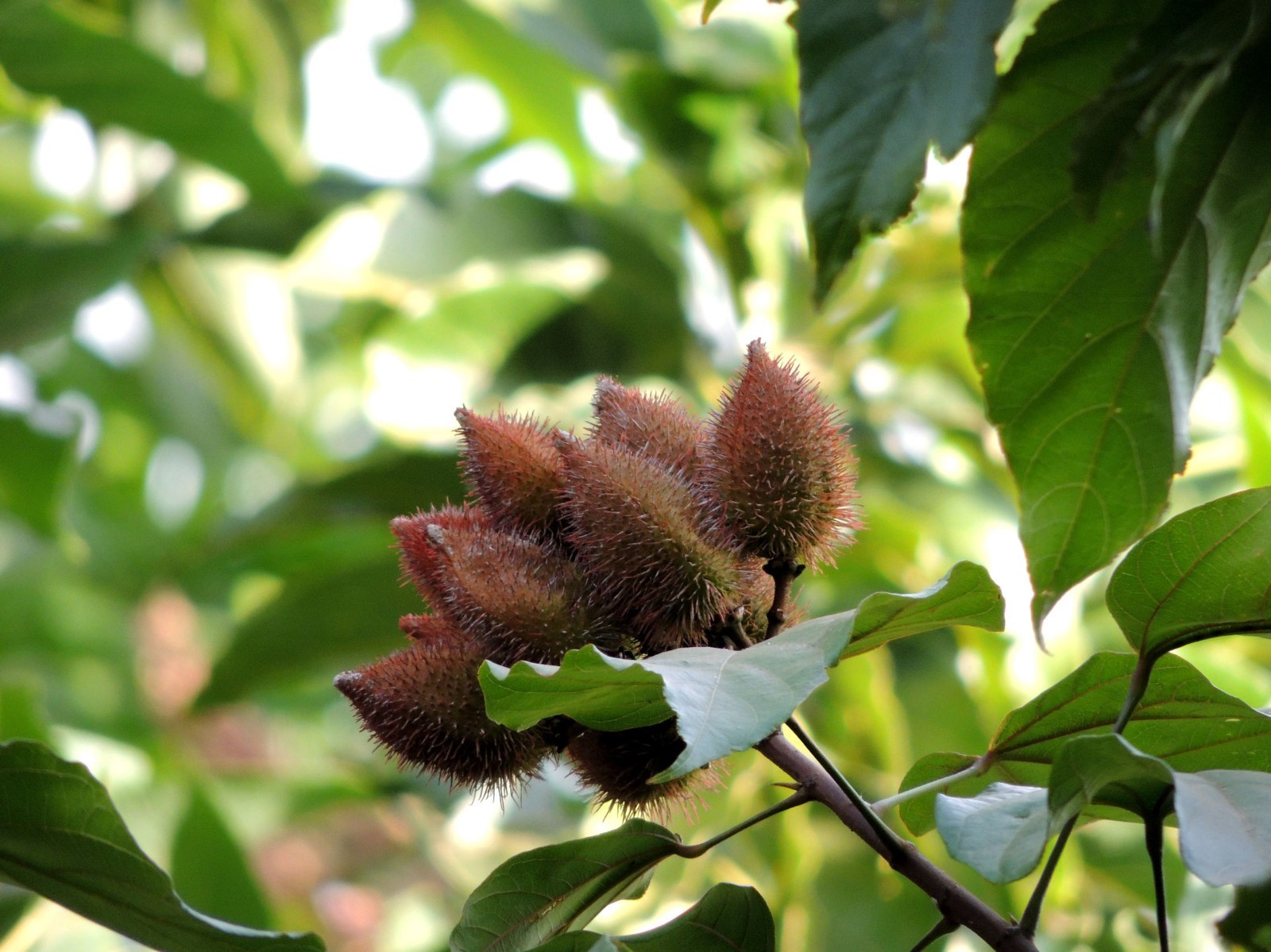 Lipstick Tree 20 Seeds Bixa orellana Tropical Container or Standard Pink Blooms