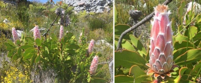 Protea speciosa | Bearded Sugarbush | 10 Seeds