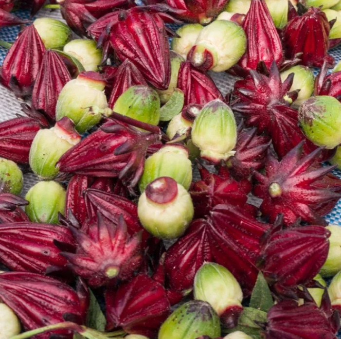 Roselle Hibiscus Plant – 4-8″ Tall – Edible Red Calyx Plant for Tea, Gardens