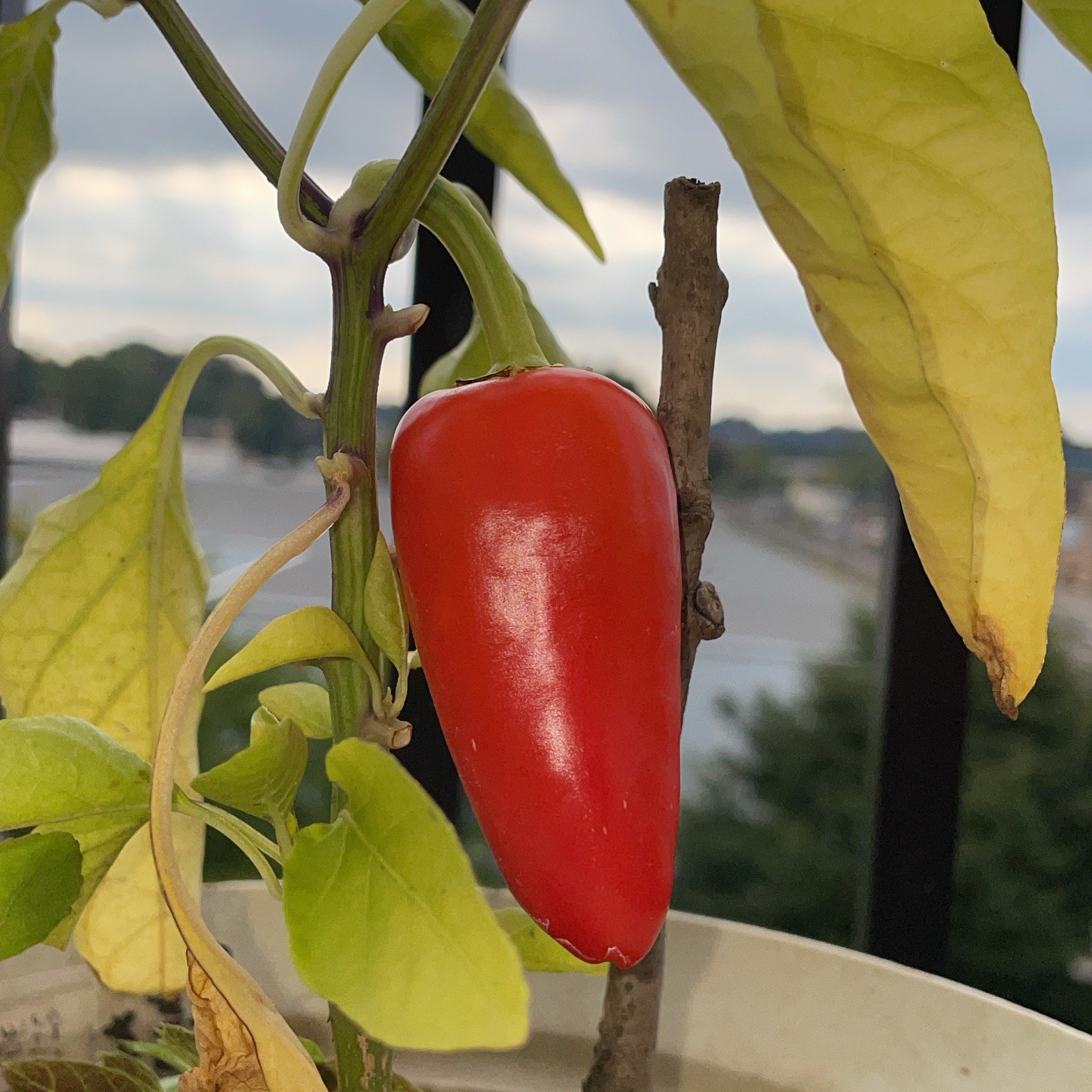 [SANTA FE GRANDE] PEPPER SEEDS FREE SHIPPING! USA GROWN🌱