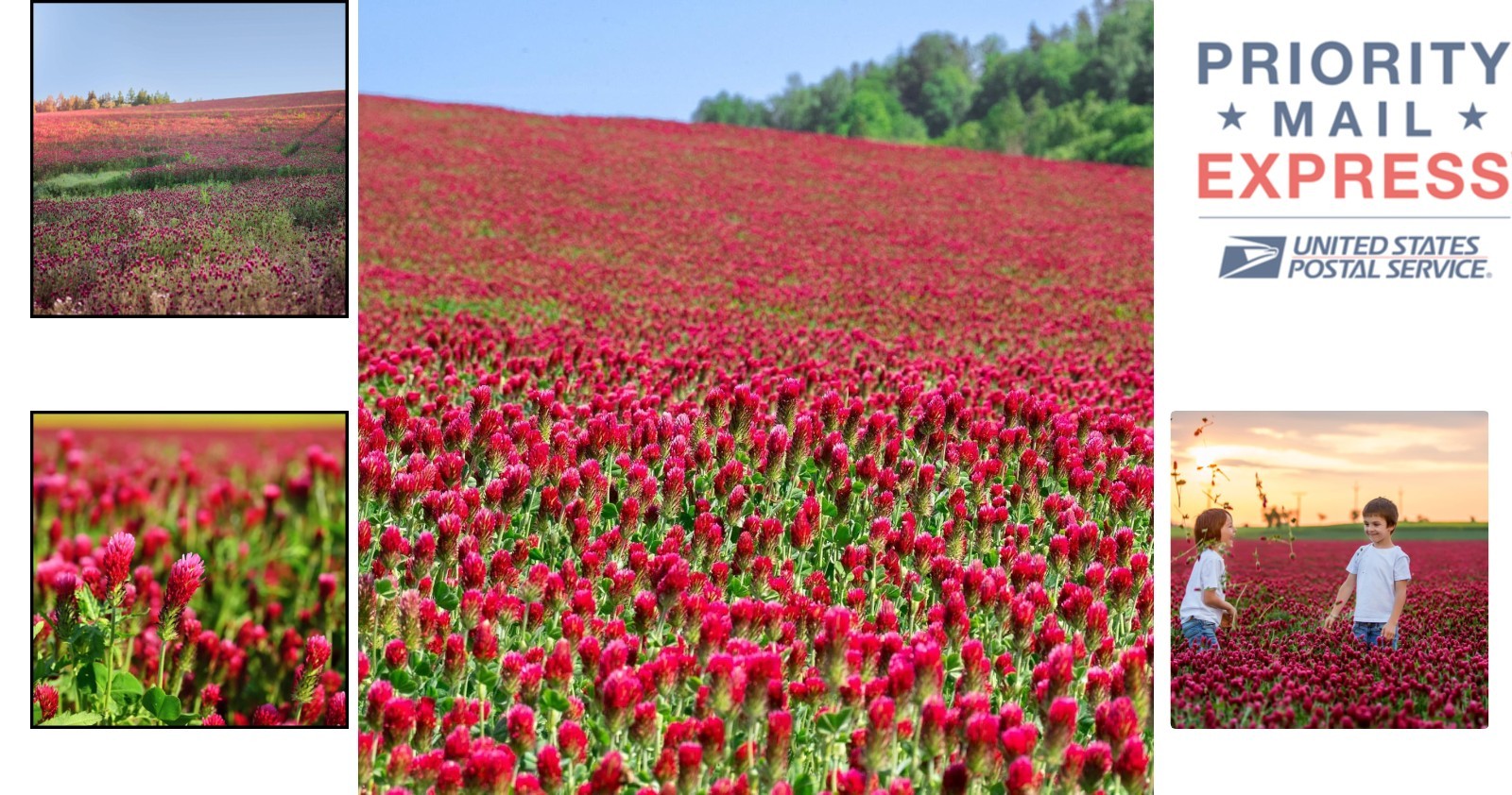 Non-GMO Crimson Clover Seeds 5 lb – Perfect for Wildlife Forage & Green Manure