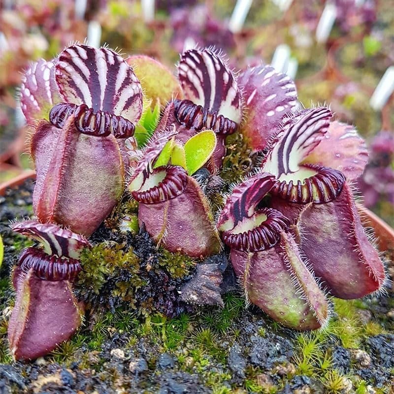 120+ Exotic Nepenthes Seeds for Planting – Non-GMO Heirloom Plant Seeds,Rare Tro