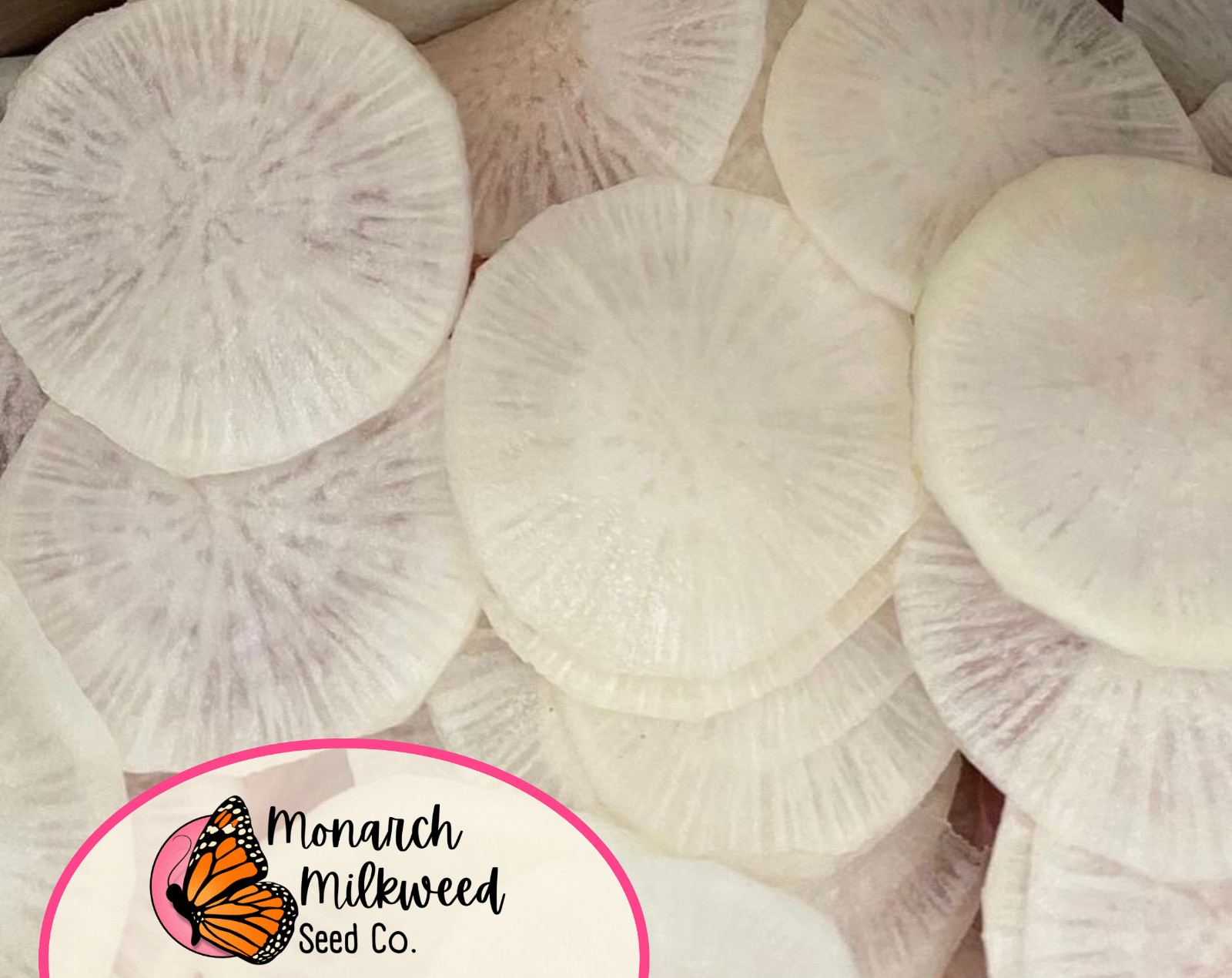 725+ Radish Seeds ‘White Hailstone’ | Heirloom, Non-GMO, Vegetable Garden Seed