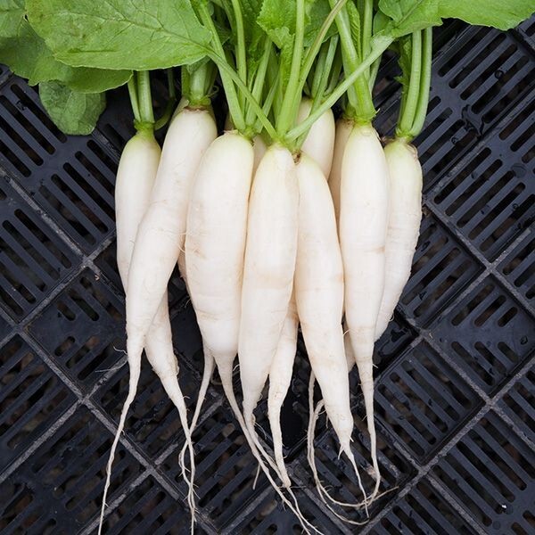 White Icicle Radish Seeds – 201 SEEDS NON-GMO