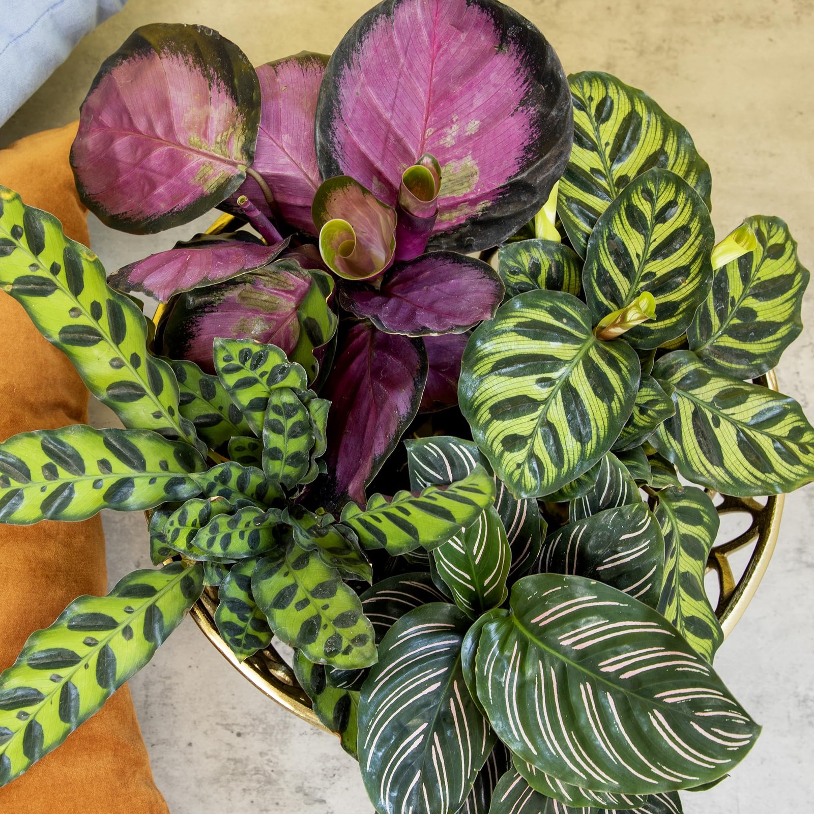 Pet Safe Live Calathea Plants – 4 Pack Air Purifying Indoor Mix in 4.25″ Pots