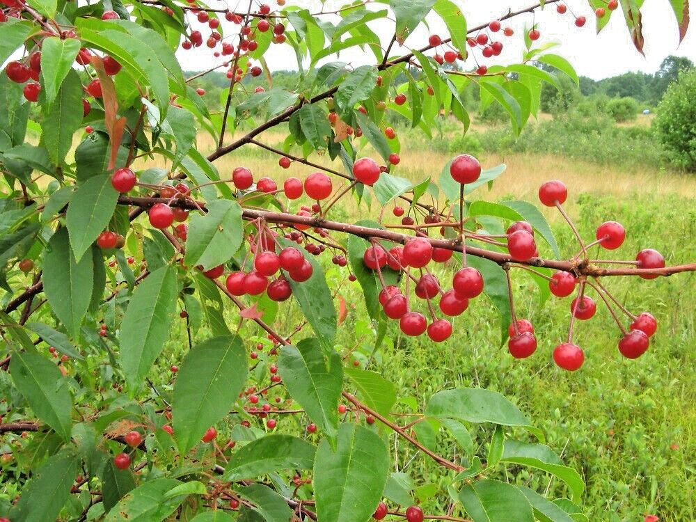 Fire Cherry | Premium Seeds | Prunus pensylvanica ‘Fruit’ | Plants’®