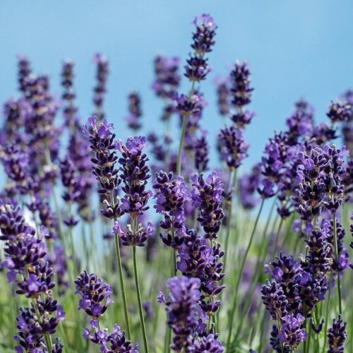 155 seeds| Vera Lavender Flower Herb Seeds #6008