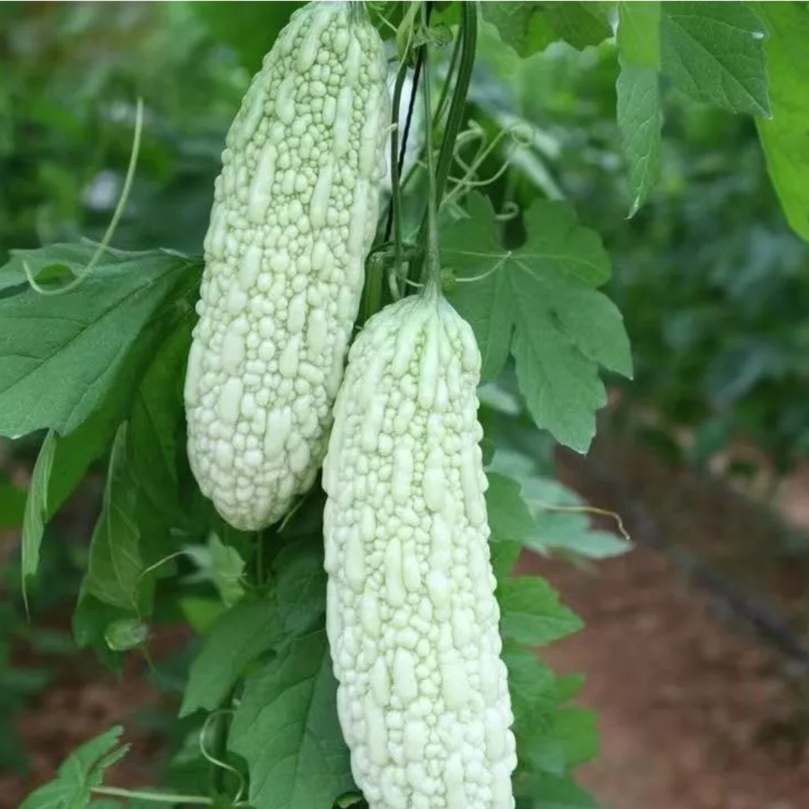15pcs White Pearl Bitter Gourd Seeds Heirloom Balsam Pear Melon Variety