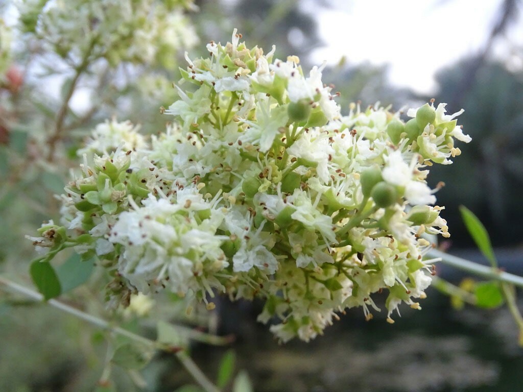 Lawsonia inermis | Egyptian Privet | Henna | Mignonette Tree | 50_Seeds