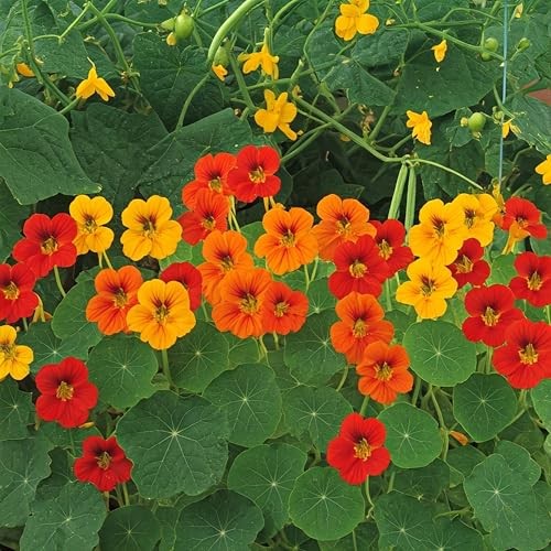 Jewel Mix Nasturtium Flower Seeds for Planting – Plant & Grow Heirloom Non 1