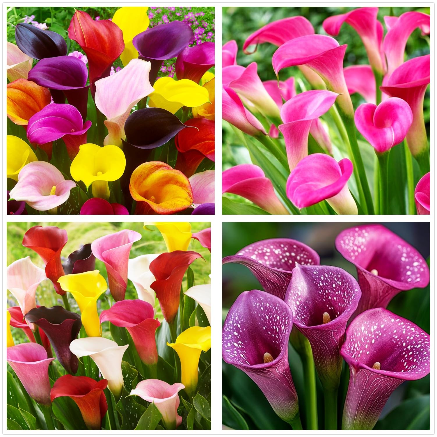 Rare 100Pcs White Pink Red Purple Calla Lily Seeds Beautiful Flowers purple