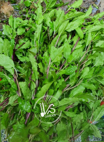 HOLY BASIL SEEDS, HƯƠNG NHU TÍA, 聖羅勒, กะเพราขาว