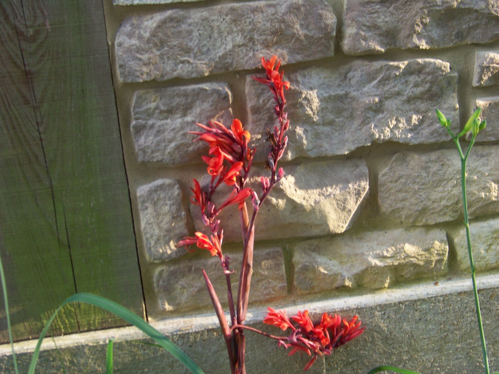 5 Canna Lily Bulbs – Red Blooms – Burgundy / Green Leaves
