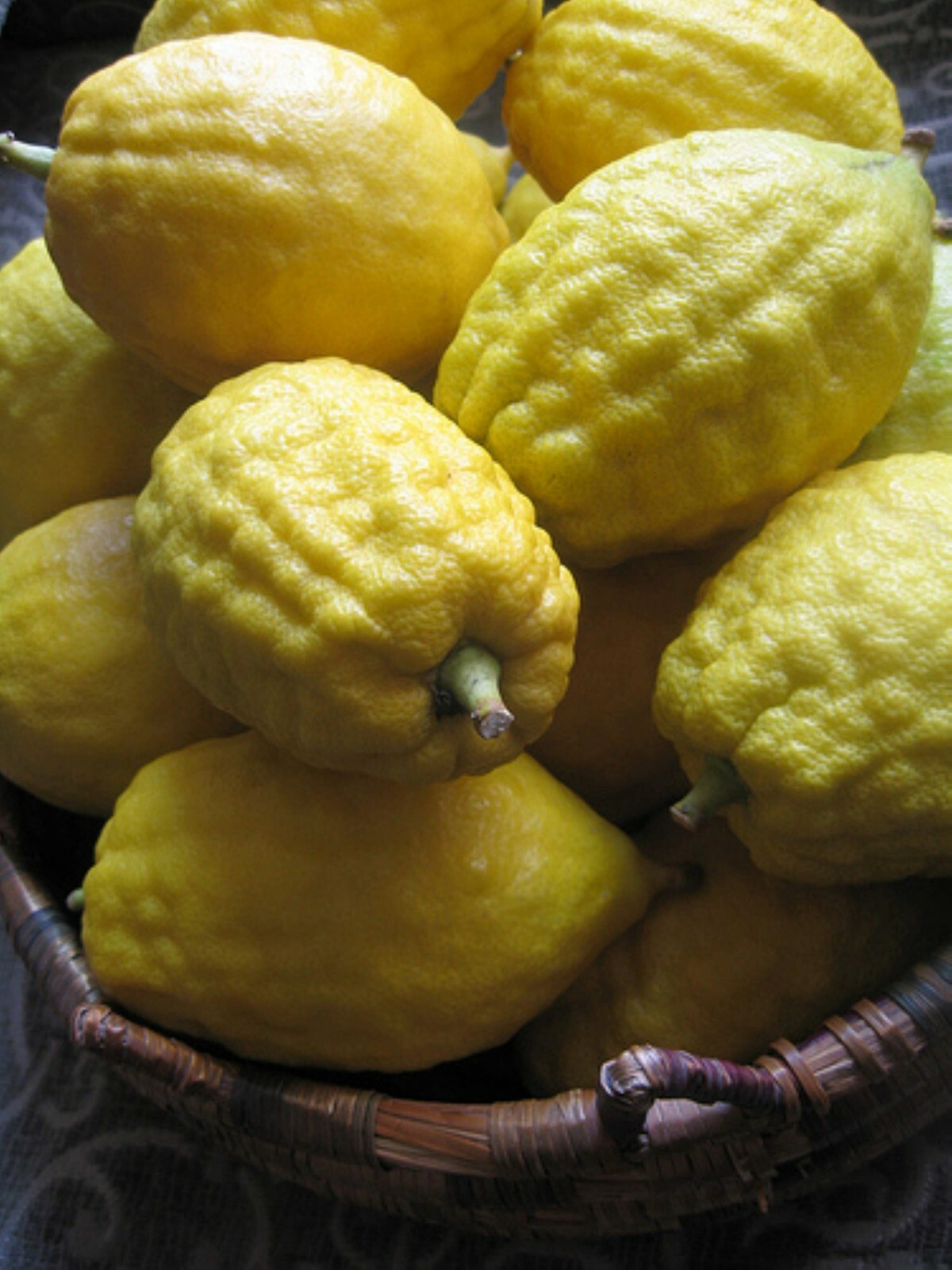 Etrog Citron Tree, 2.5 inch pot, No Ship Az, Ca, Fl, La, Tx, Hi, Ak