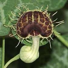 Aristolochia Fimbriata Seeds ~ White Veined Hardy Dutchman’s Pipe ~ Unique
