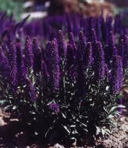 50+ VERONICA PORPHYRIANA PURPLE PERENNIAL FLOWER SEEDS