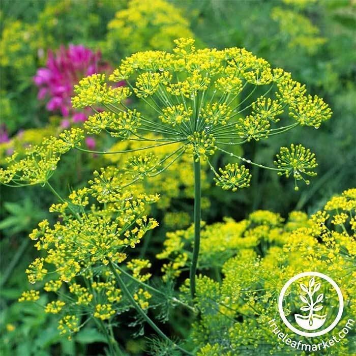 Dill Boquet Anethum graveolens Seeds