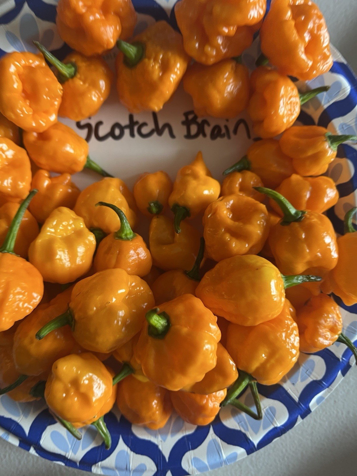 Scotch Brains Hot Pepper Seeds 15+ Per Pack