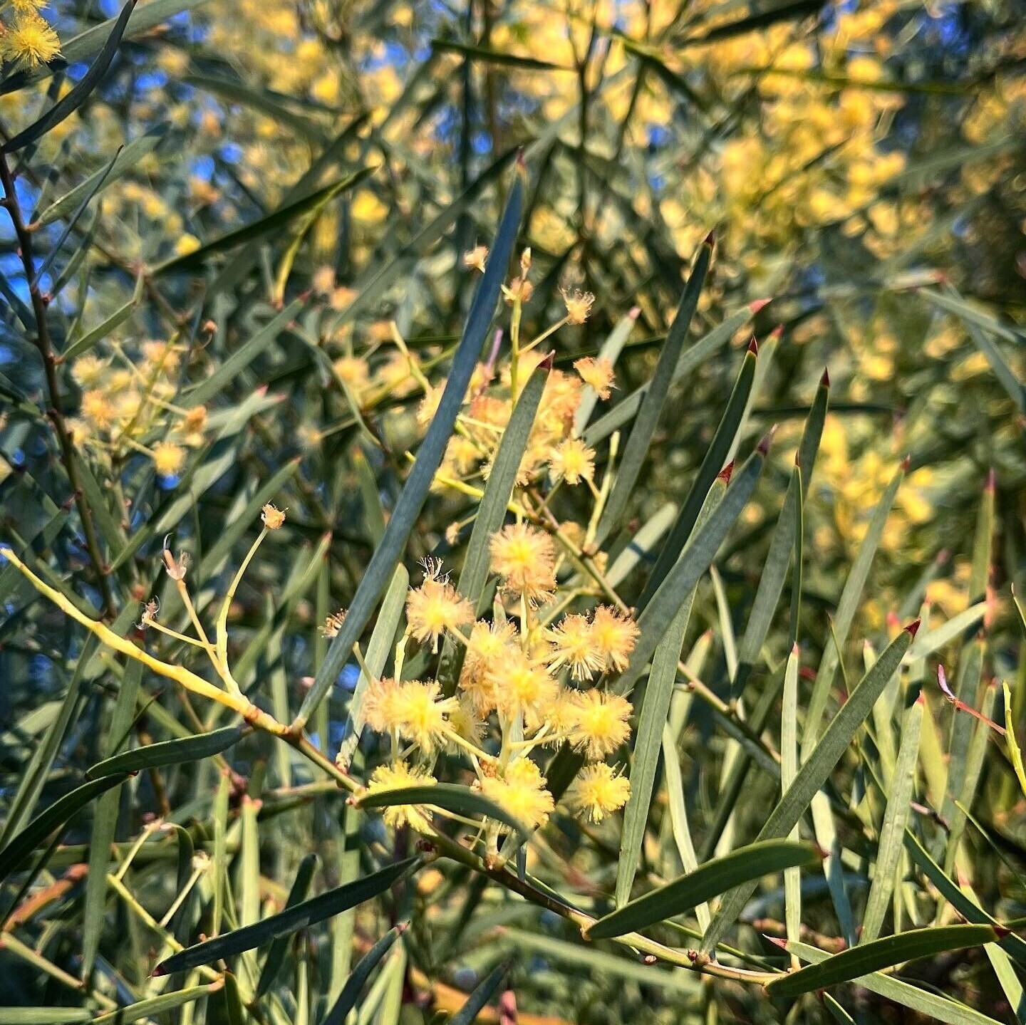 Acacia iteaphylla Seeds – “Willow-Leaved Wattle”, “Winter Wattle”
