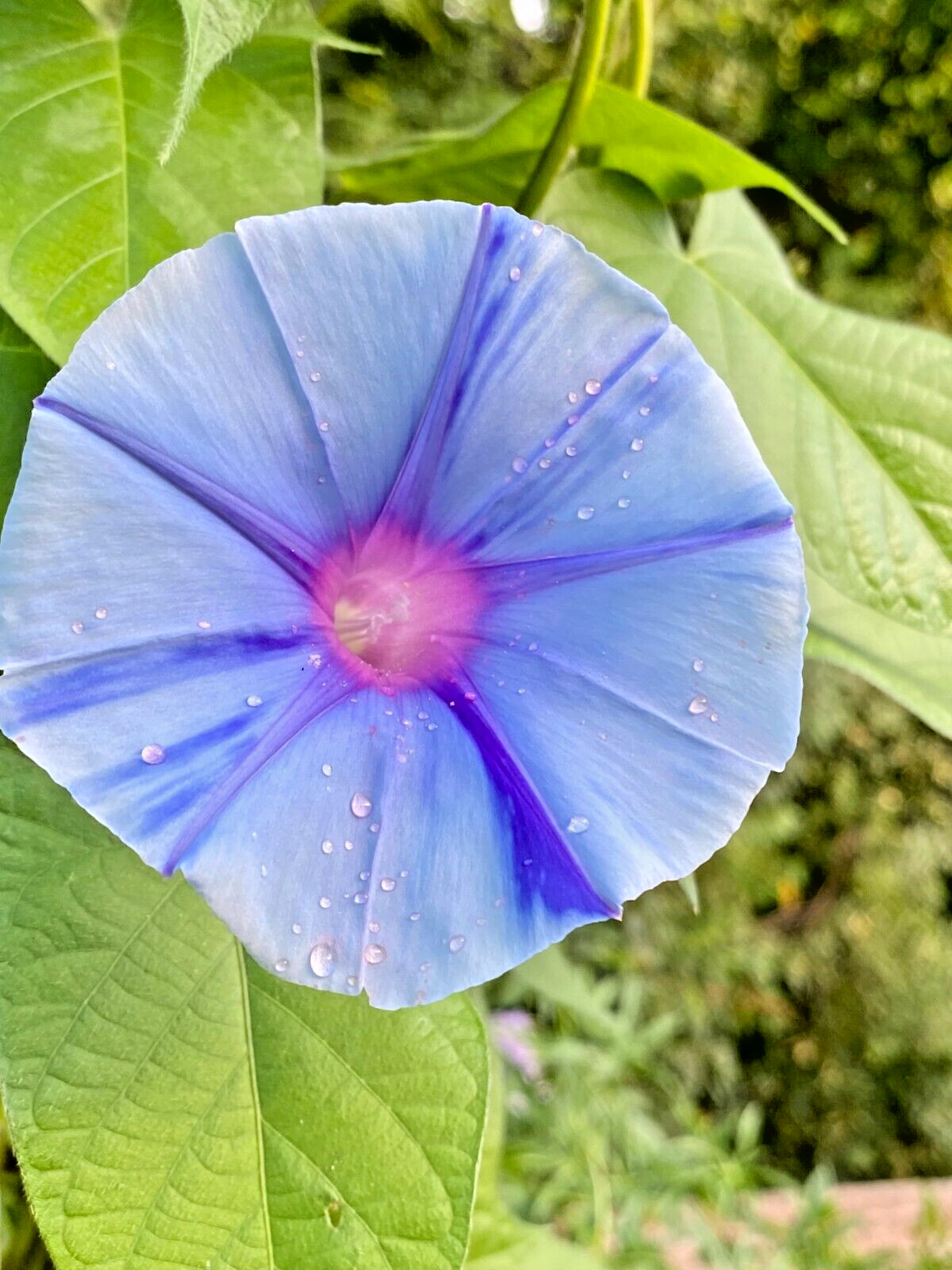 ‘SORA’ Japanese Morning Glory – 8 Seeds-Blue Blizzard Flowers