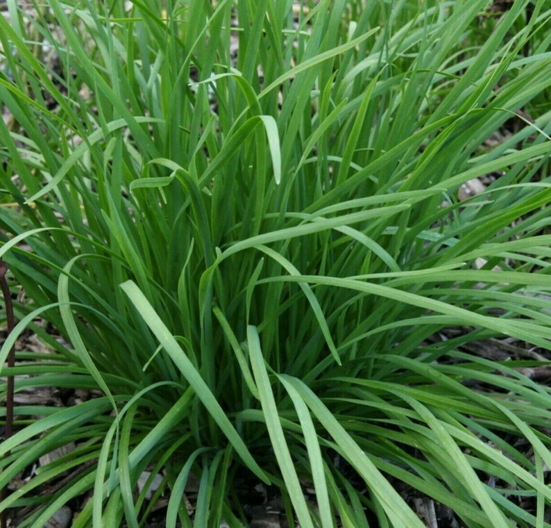 Garlic Chives Seeds (Allium tuberosum), organic
