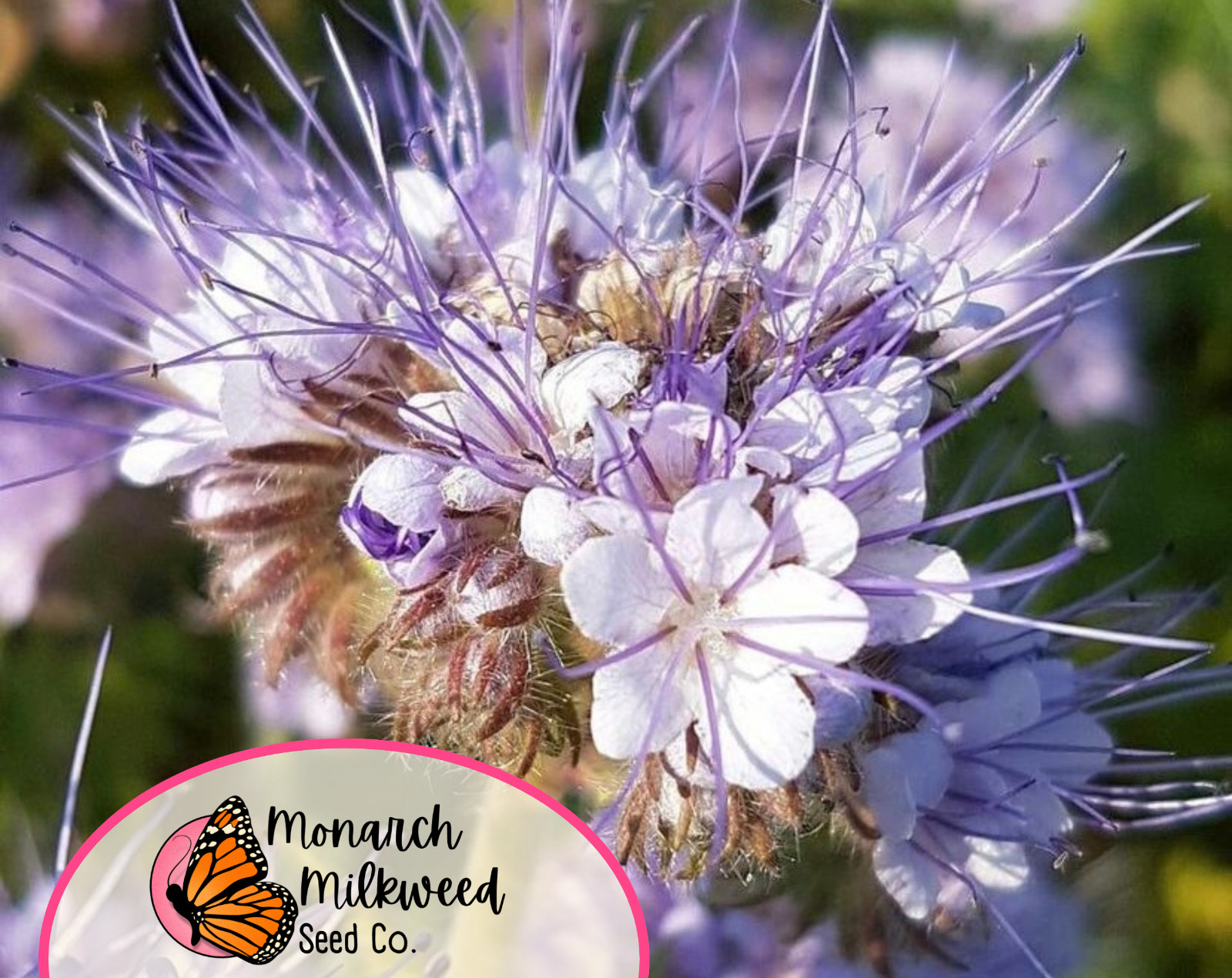 4200+ Lacy Phacelia Seeds | Native Wildflowers Gardening, Phacelia tanacetifolia