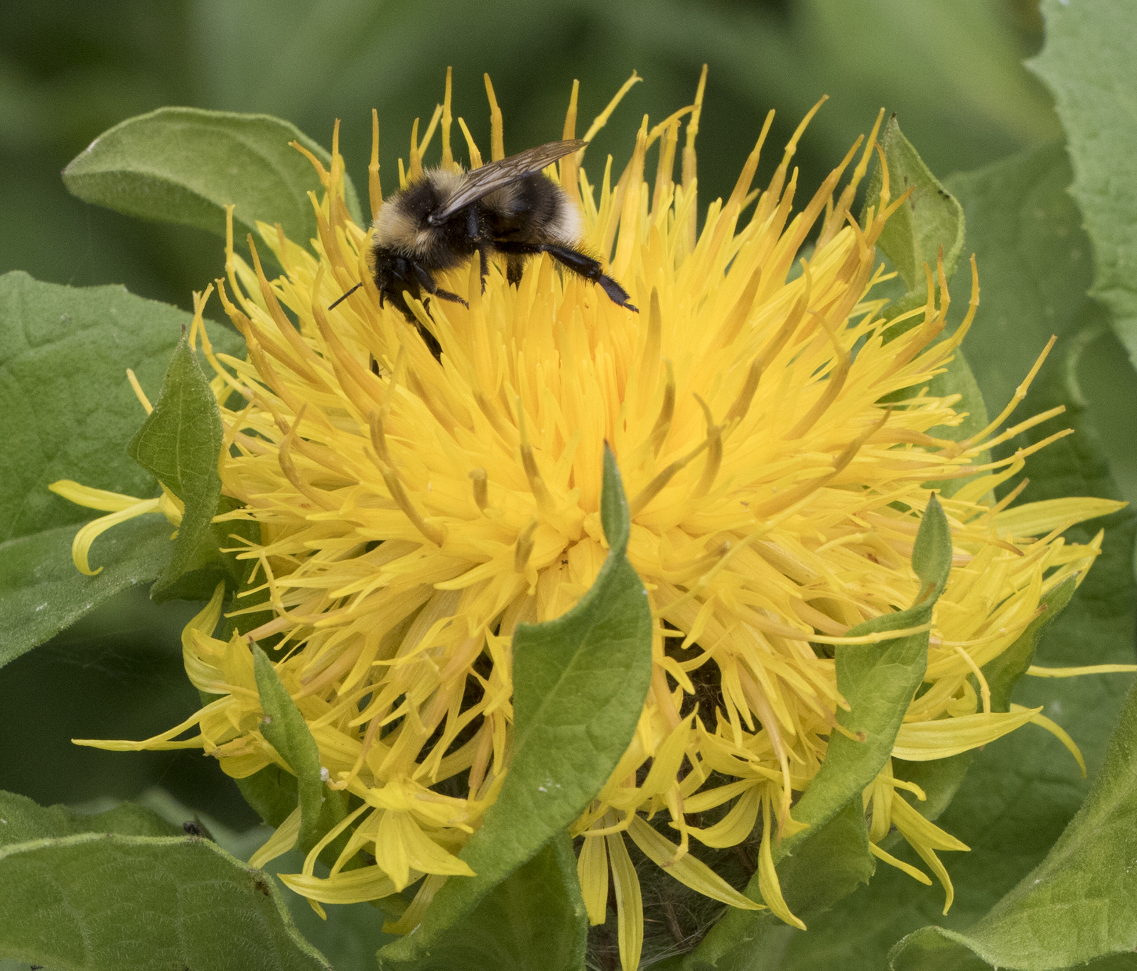500 CENTAUREA MACROCEPHALA Seeds (Yellow Cornflower) | NON-GMO | Free shipping