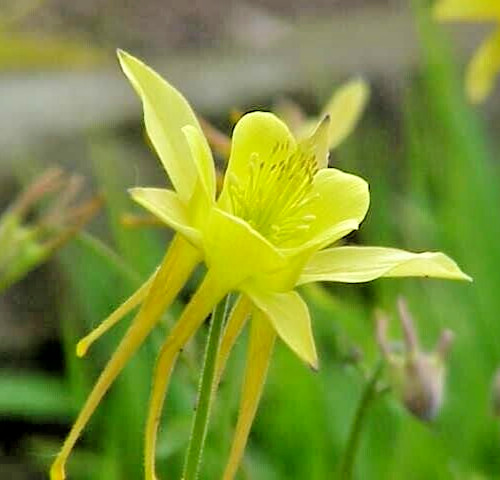 COLUMBINE MIX, 200+ SEEDS, ALL KINDS AND COLORS, AQUILEGIA, NICE SHADE FLOWERS