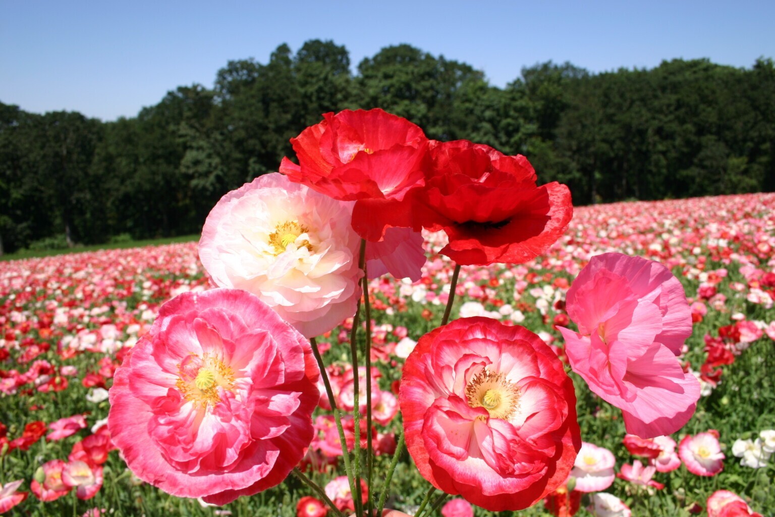 200+ Shirley Mixed Double Poppy Seeds for Garden Planting – USA – FREE SHIPPING!
