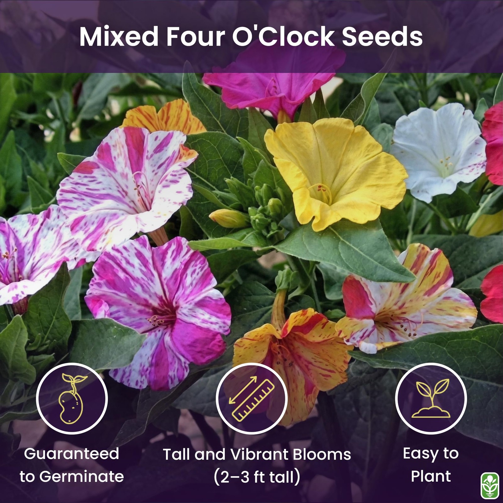 80 Broken Colors Four O’Clock Seeds Tender Perennial That Reseeds Easily