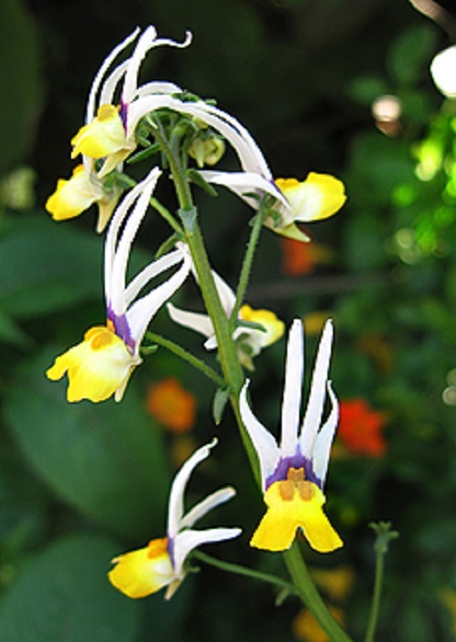 40+ NEMESIA MASQUERADE BI-COLOR FLOWER SEEDS / ANNUAL / SWEET COCONUT SCENT