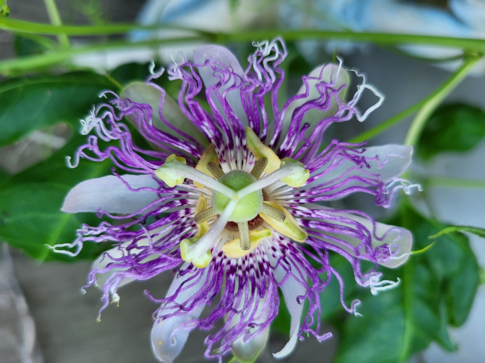 PURPLE PASSION FLOWER VINE SEEDS-Granadilla Passiflor-Edible-15 Seeds from 2025